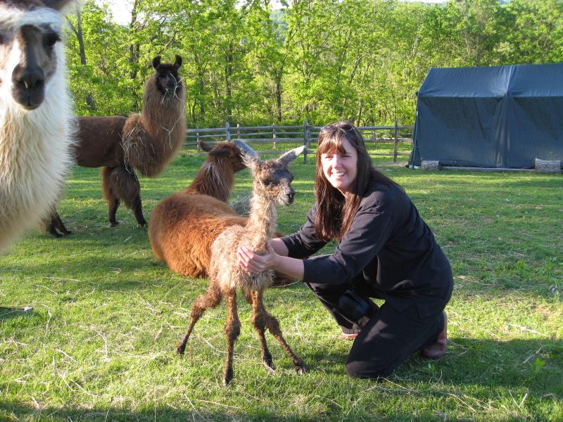 Touch of Grey trying out his legs within an hour of birth