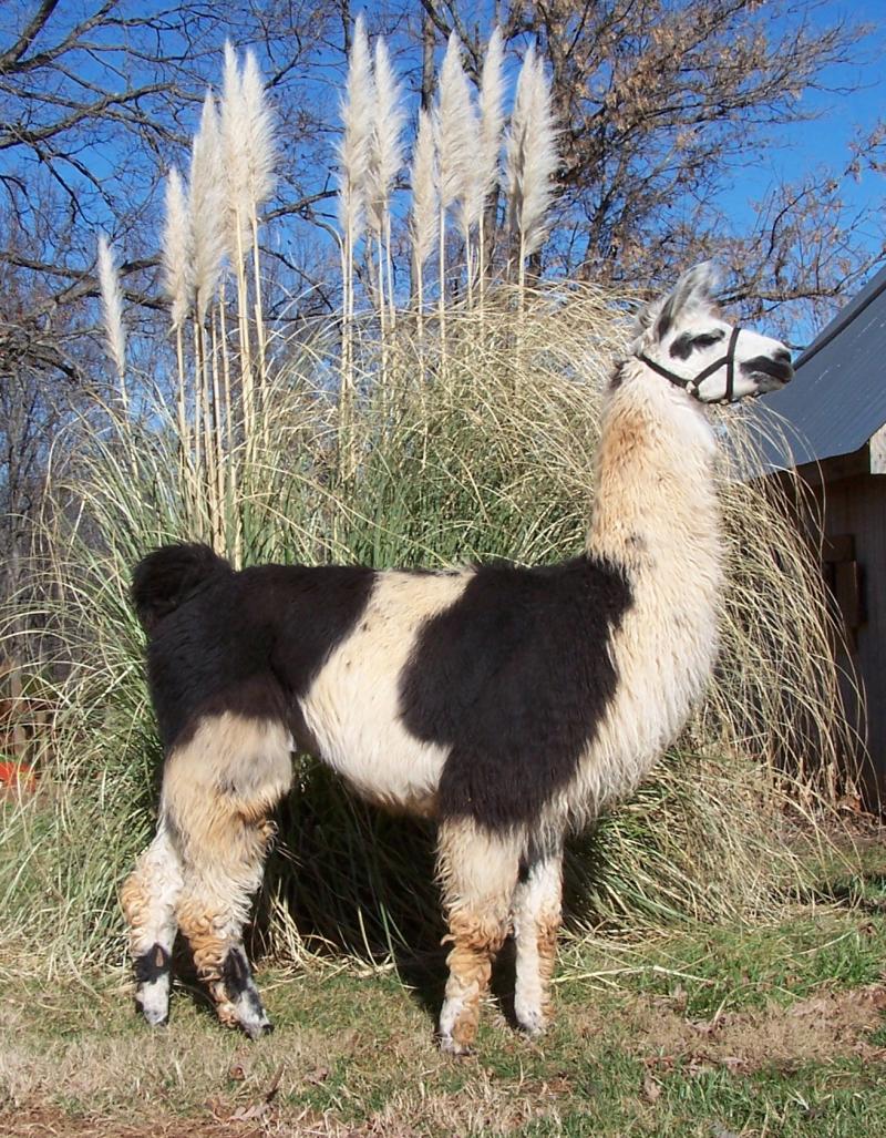 Sweet's Bandito x Tiara Misu     DOB  April 21, 2006